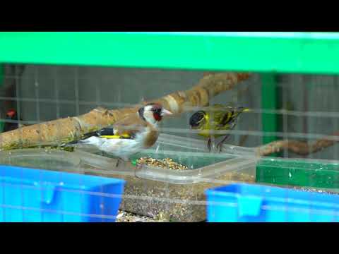 Видео: Вольер для щеглов, овсянок, зябликов, чечёток, реплов
