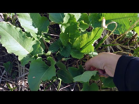 Видео: Пора собирать и ферментировать конский щавель