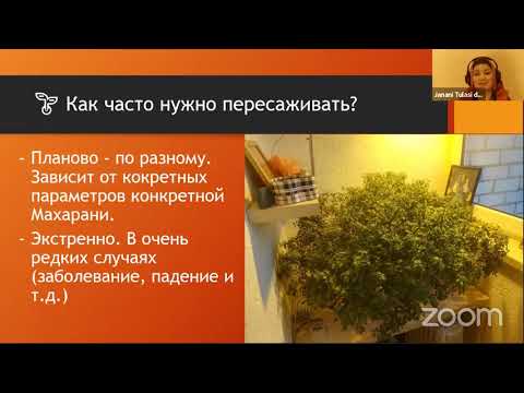 Видео: Пересадка Туласи (занятие 7)
