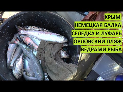 Видео: Крым. Немецкая балка. Ловим ведрами луфаря. Расскажем где и как