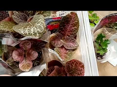 Видео: Выставка цветов. Без покупок не ушли бы, проверено на себе!