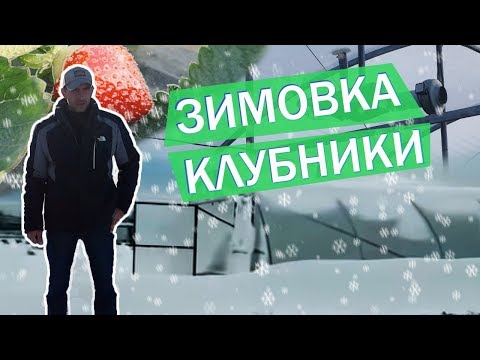 Видео: Вся правда о зимнем выращивании клубники