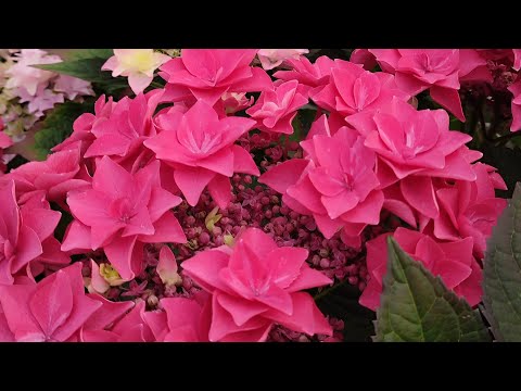 Видео: Сорта крупнолистных гортензий.