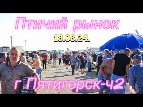 Видео: Голуби цены Птичий рынок г Пятигорск-ч2