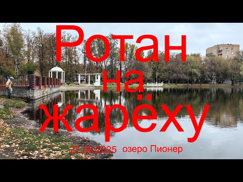 Видео: Ротан на жарёху. 27.09.2025. Озеро Пионер. г. Раменское. Рыбалка в Подмосковье