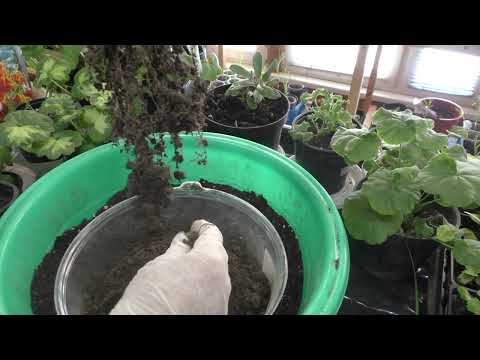 Видео: Пересадка пеларгоний с частичным удалением корней