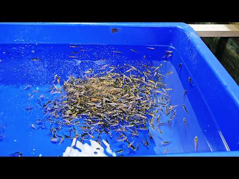 Видео: Распаковка мальков кои от Cuttlebrook Koi Farm Fry 2024 года