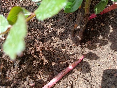 Видео: РОЗЫ. БАЗАЛЬНЫЙ ПОБЕГ ИЛИ ШИПОВНИК? НАЧИНАЮЩИМ