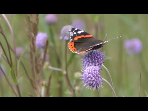 Видео: Охота на кабана на овсах