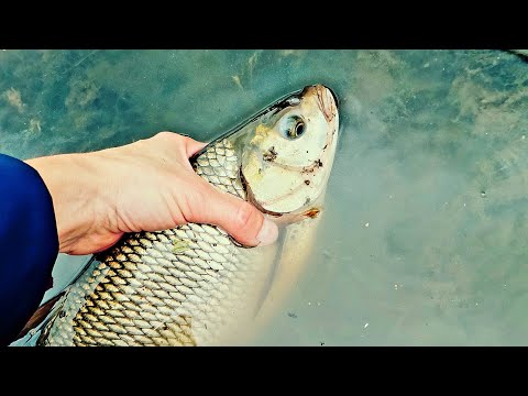 Видео: СПАРТАКОВСКИЙ СБРОС ! РЫБАЛКА НА ЯЗЯ!  #срыбалки