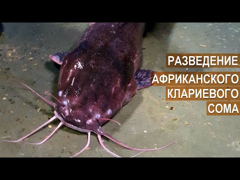 Видео: Разведение африканского клариевого сома. Как отличить самку от самца. Рыбная ферма Сом Сомыч.