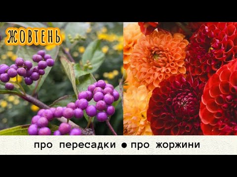 Видео: Пересадки «Було/Стало» • Помпонні жоржини 