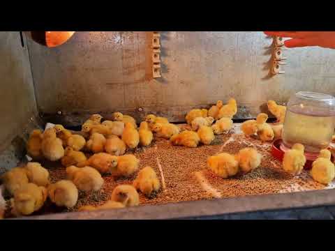 Видео: Дайте ей шанс🙏, как выглядит закон подлости?