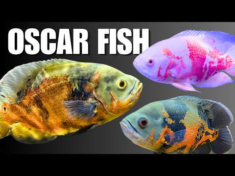 Видео: Как содержать рыбу породы Оскар: полное руководство по уходу за аквариумом, его размеру, рациону ...