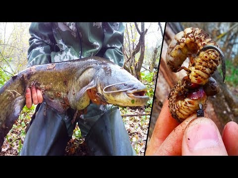 Видео: Рыбалка на СОМА. Ловля СОМА на ЛИЧИНКУ ЖУКА и ЧЕРВЯ.