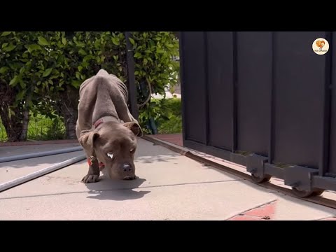 Видео: Питти из последних сил плакала. Этот единственный всхлип спас ей жизнь.