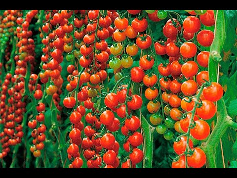 Видео: ПОМІДОРИ  ЧЕРРІ. СОРТИ,  ЯКІ МИ ВИРОЩУЄМ.   ОСОБЛИВОСТІ ДОГЛЯДУ.