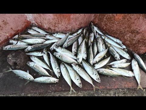Видео: КРУПНАЯ СТАВРИДА ЗА СТАВРИДОЙ НА ПОПЛАВОК С МОРМЫШКОЙ! ТАКАЯ РЫБАЛКА БЫВАЕТ ТОЛЬКО РАЗ В ГОДУ!