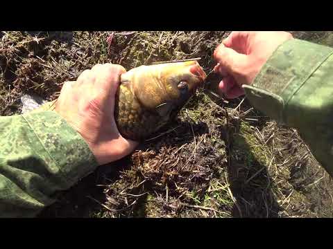 Видео: ЗАЛЕЗ ОДИН В ПОДПОР ЗАЛИВА. А ТАМ БОЛОТО. НАЛОВИЛ КРУПНЫХ КАРАСЕЙ НА МЕЛИ. НАЖАРИЛ КАРТОШКИ. КОМАРЫ