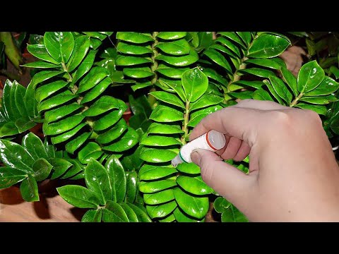 Видео: РАЗБУДИ ЗАМИОКУЛЬКАС и даже самый слабый куст оживет, позеленеет и выпустит много листьев