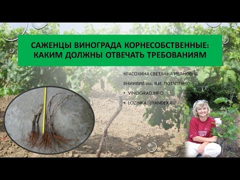 Видео: Корнесобственные саженцы винограда. Красохина СИ, апрель 2017