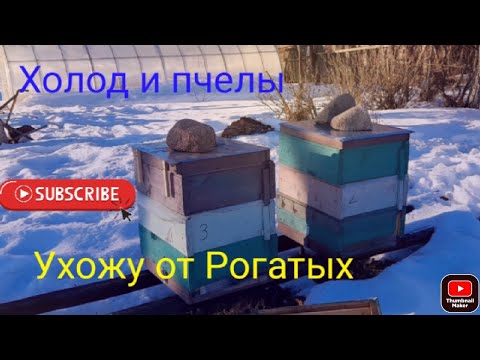 Видео: Отказываюсь от РОГАТЫХ ульев.       ПОЧЕМУ ?     Влияет ли толщина стенок улья на зимовку пчел.