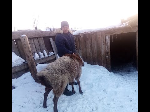 Видео: Баран производитель\ Эдильбаевской породы\Жизнь в деревне