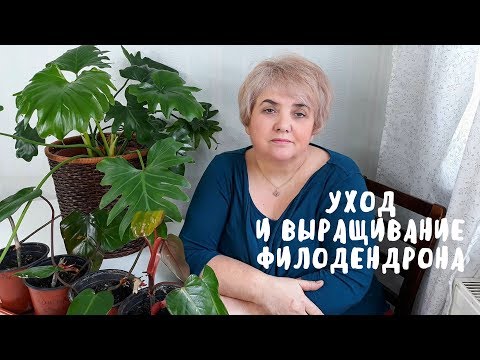 Видео: УХОД И ВЫРАЩИВАНИЕ ФИЛОДЕНДРОНА. Мои цветы. Мой опыт.