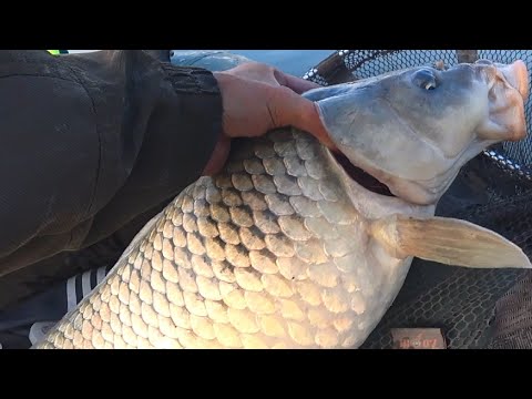 Видео: КРУПНЫЕ САЗАНЫ берут!!!! Брызги и треск, рыбалка летом на обычные снасти