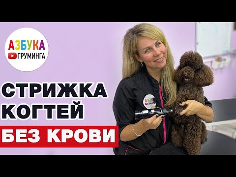 Видео: Как подстричь собаке когти без крови. Что такое Гриндер и как им пользоваться?