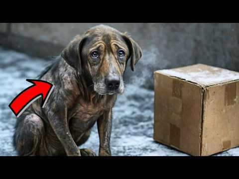 Видео: Пёс охранял картонную коробку в метель… Содержимое заставило РЫДАТЬ всю бригаду спасателей!