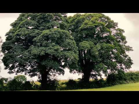 Видео: Где шумят поля