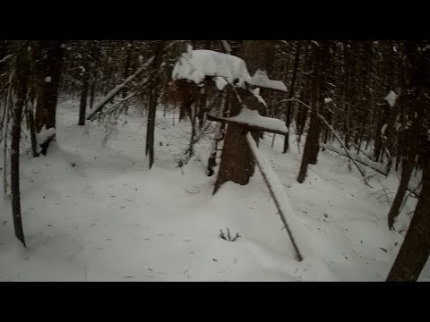 Видео: Охота на Куницу капканами / Проверка капканов на куницу / Привада на лис. Сезон 22/23