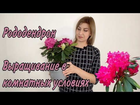 Видео: Рододендрон. Уход в домашних условиях. Выращивание в горшке
