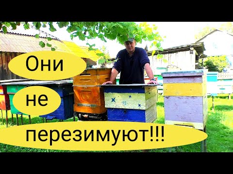 Видео: ОТВОДКИ КОТОРЫЕ ОБРЕЧЕННЫ НА ГИБЕЛЬ! ТАКИЕ ОТВОДКИ НЕ ПЕРЕЗИМУЮТ! ПРОБЛЕМЫ НА ПАСЕКЕ?