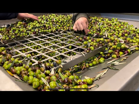 Видео: Как собрать оливки и отжать масло.   Мой опыт. Пастораль.