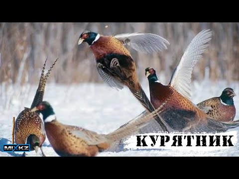 Видео: ЛУЧШЕЕ ЗАКРЫТИЕ СЕЗОНА, Охота на Фазана с Лайкой в Казахстане после снегопада mix kz mixkz
