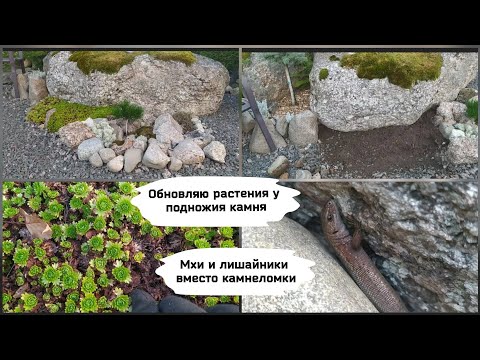 Видео: Обновляю растения у подножия камня. Мхи и лишайники вместо камнеломки.