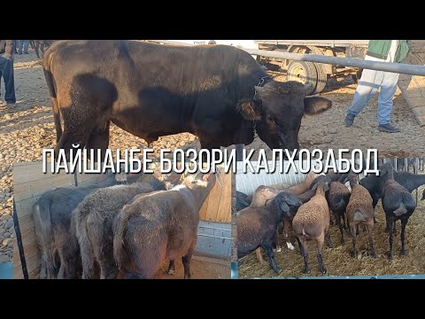 Видео: ПАЙШАНБЕ БОЗОРИ КАЛХОЗАБОД 