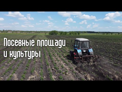 Видео: Начинаем Агро Бизнес. Картофель, Морковь и Свекла