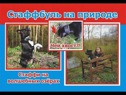 Видео: Стаффордширский бультерьер Леди на прогулке в сказочном лесу. Нашли шесть озёр в лесу и один хвост..