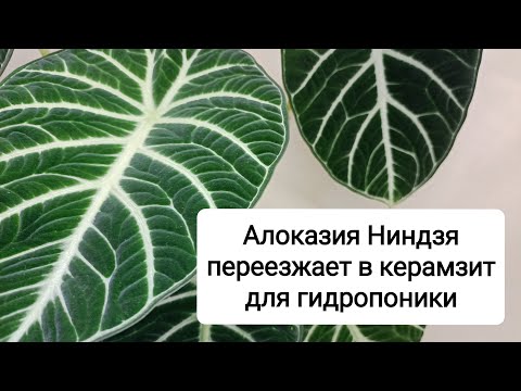 Видео: Алоказия Ниндзя: из строительного керамзита в керамзит для гидропоники