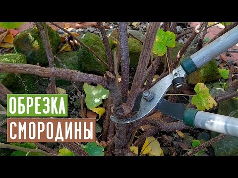 Видео: СМОРОДИНА 🌱 Правильная обрезка повысит урожай!!! / Садовый гид