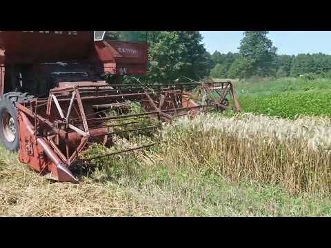 Видео: жнива комбайн нива. майже сілосний.