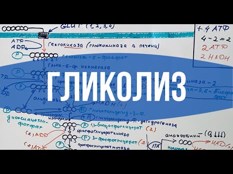 Видео: ГЛИКОЛИЗ: Что, зачем и почему? // Биохимия простыми словами