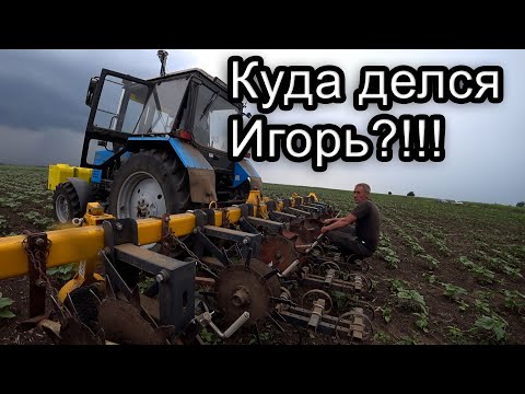 Видео: Междурядная культивация подсолнечника МТЗ-892 КПК-5.6