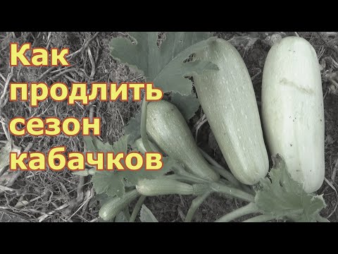 Видео: Как омолодить кусты кабачков и продлить плодоношение до заморозков. Какие листья нужно удалять