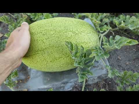 Видео: сезон 2020 75 день, собираем арбуз ... Как результат?