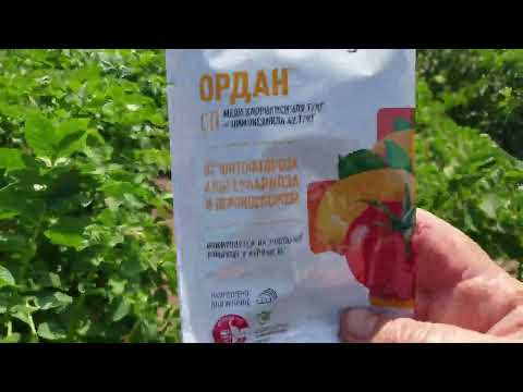 Видео: Три ключевых фактора , чтобы увеличить урожай картофеля.