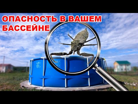Видео: Скорпион в вашем бассейне! Как не получить укус водяного скорпиона | Water Scorpion.
